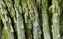 [5008] Asperges vertes select