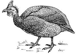 [2732] Pintades entières farcies forestières 1.1 - 1.3 kg