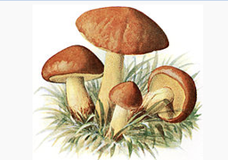 [5506] Bolets entiers IQF 2 - 4 cm
