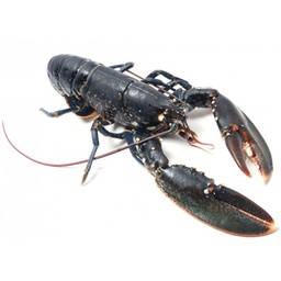 [4011] Homard entier a/carapace ~550-600g