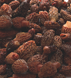 [5528] Morilles coniques