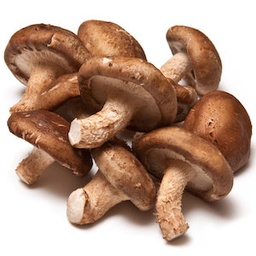[5544] Shiitake (Lentin du Chêne)