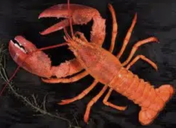 [3601] Terrine de Homard 