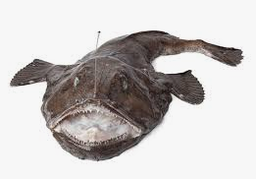 [4343] Lotte/Baudroie de mer, entière 2-4 kg s/bavette "prix s/demande"