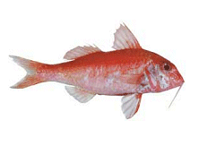 [4346] Rouget barbet, entier 200-300g (chalut)