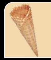 [87000] Cornets N°603 pâte à bricelet 1 boule