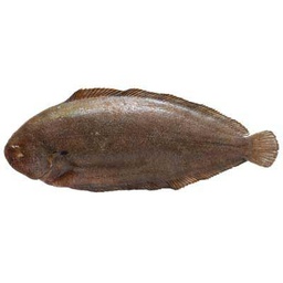 [4110] Sole entière 400-500g IQF