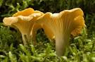 [5511] Chanterelles fraîches S