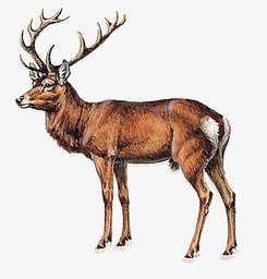 [9253] Selle de Cerf +10 kg "WildGourmet"