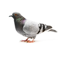 [9271] Pigeon sauvage +180g "Villette" PAC