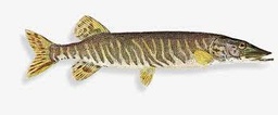 [4373] Brochet vidé 1-2 kg