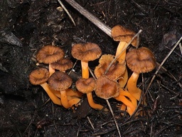 [5547] Chanterelles jaunes / selon disponibilité