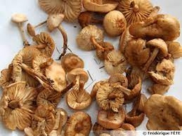 [5559] Chanterelles jaunes (copie)