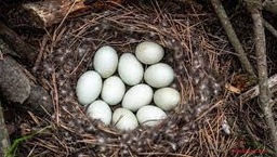 [1150] Oeufs CH, Petits -53 gr DDM sur emballage
