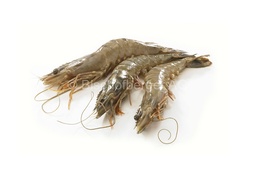 [4124] Crevettes entières BT 13 - 15