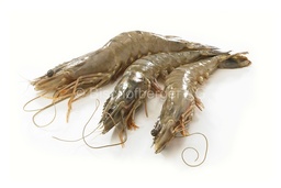 [4170] Queues de crevettes panées IQF  21 - 25