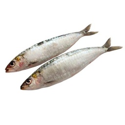 [4207] Sardines, entières 8/12 "SOLIMAR" IQF